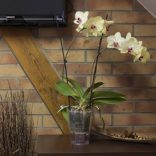 Prosperplast Coubi Orchid orchidea kaspó - átlátszó