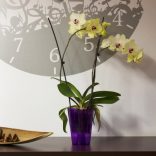 Prosperplast Coubi Orchid orchidea kaspó - lila