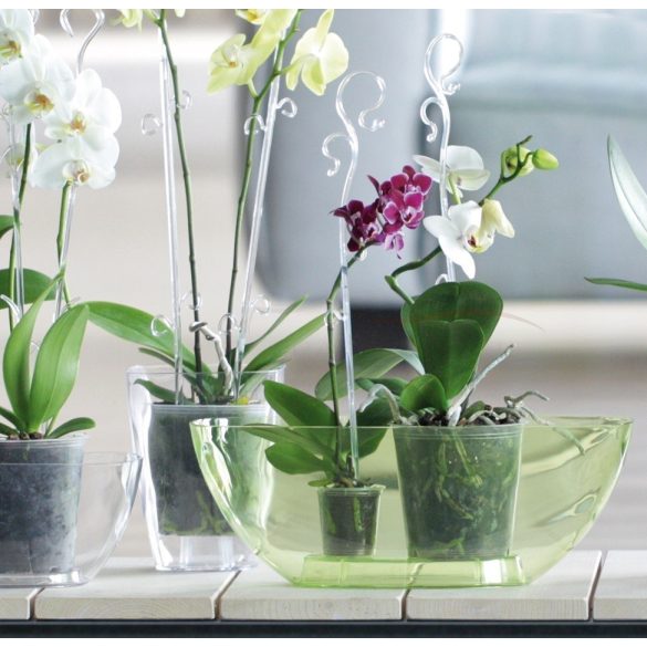 Prosperplast Coubi orchideatámasz - átlátszó